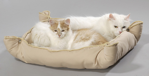 Kajo Chin und Cosma.jpg